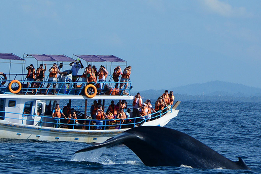 Whale Shark Watching in Sri Lanka: Where and When to Go